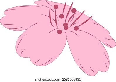 Spring cherry blossoms gently fragrant beauty
