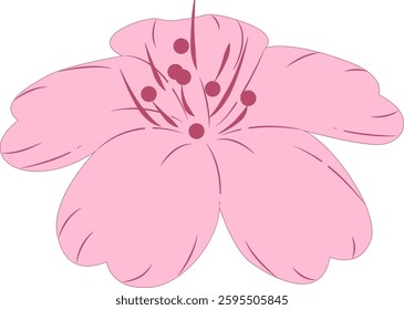 Spring cherry blossoms gently fragrant beauty