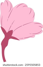 Spring cherry blossoms gently fragrant beauty