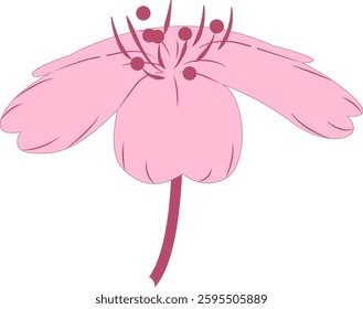 Spring cherry blossoms gently fragrant beauty