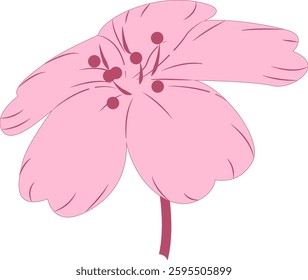 Spring cherry blossoms gently fragrant beauty