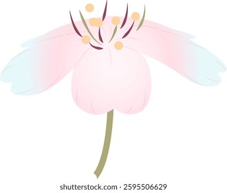 Spring cherry blossoms gently fragrant beauty