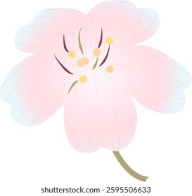 Spring cherry blossoms gently fragrant beauty