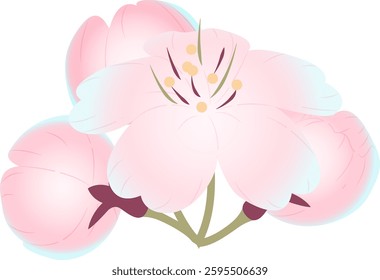 Spring cherry blossoms gently fragrant beauty