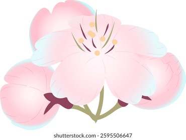 Spring cherry blossoms gently fragrant beauty