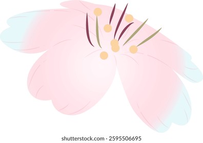 Spring cherry blossoms gently fragrant beauty