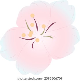 Spring cherry blossoms gently fragrant beauty