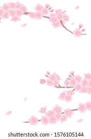Spring cherry blossoms and petals background material