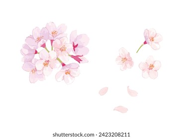 Spring Cherry blossoms watercolor painting on white background