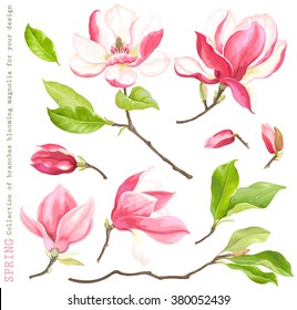 Spring collection of blooming branches magnolia for your design, vector illustration.