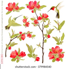 Spring collection of design elements from branches blossoming cherry and flying hummingbirds, vector illustration.