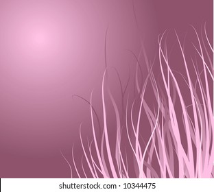 the spring in color of rose