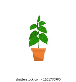 Spring colorful flowers in pots Vector illustration on white background