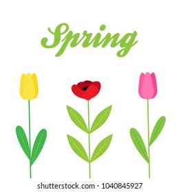 Spring colorful vector illustration background, isolated. Writing spring with flowers; tulip, poppy flower.