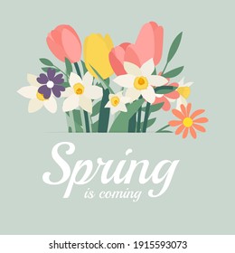 Spring is coming background with Bouquet of spring flowers tulips and daffodils. Vector Illustration