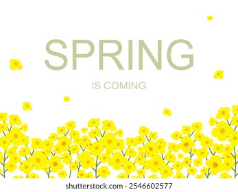 Spring is coming banner or background style. Yellow flowers on white backgroung and spring text for spring season. Hand drawn isolated illustrations.