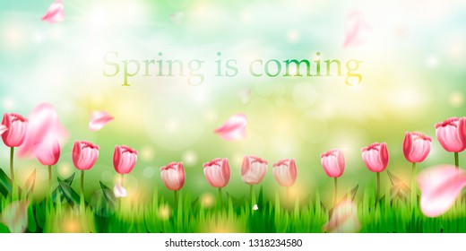 Spring is coming. Easter decoration element with spring grass and meadow flowers. 
Hello Spring background with beautiful flowers. Spring design.
