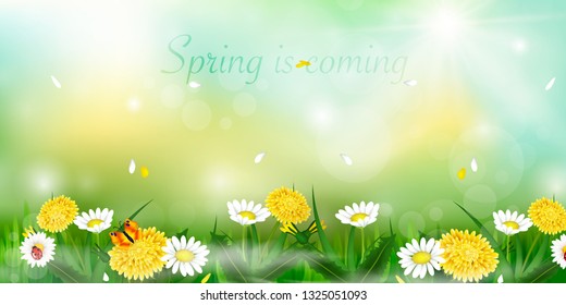 Spring is coming. Easter decoration element with spring grass and meadow flowers. 
Hello Spring background with beautiful flowers. Spring design.

