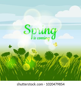 Spring is coming. Green field, flowers, sky. Camomile, grass, dandelion. Background. Vector, isolate, illustrarion, baner, flyer