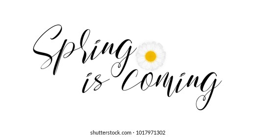 Spring is coming, handwritten calligraphic lettering, cute white daisy flower isolated on white background, vector illustration. Inspirational spring quote for banners, greeting cards, graphic design 