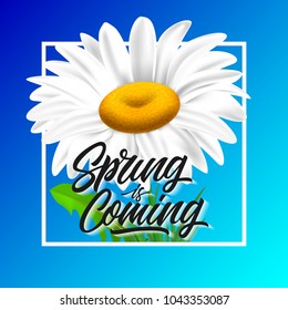 Spring is coming lettering with chamomile in frame on blue background. Calligraphic inscription can be used for greeting cards, postcards, posters, banners.