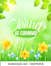 Spring is coming. Romantic background with green grass and flowers. Vector illustration.