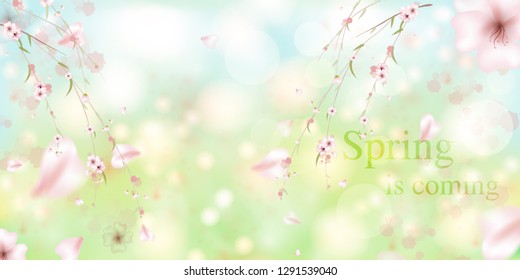 Spring is coming. Sakura petals falling down. Beautiful  Pink background with branch of cherry blossom. Vector watercolor illustration of sakura. 
