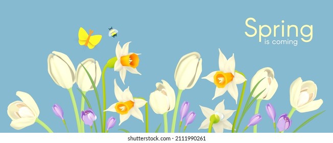 Spring is comming. Narcissus, crocus and tulip flowers with butterflies on a blue sky. Fresh Season background