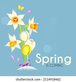 Spring is comming. Narcissus, crocus and tulip flowers with butterflies on a blue sky. Fresh Season background