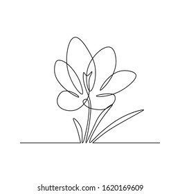 Spring crocus flower in continuous line art drawing style. Minimalist black linear sketch on white background. Vector illustration