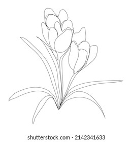 Spring crocus flower in continuous line art drawing style. Minimalist black linear sketch on white background. Vector illustration.