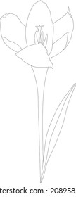 Spring crocus flower line art drawing style. Minimalist black linear sketch isolated on white background. Vector floral illustration