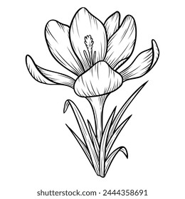 Spring crocus flower line art sketch saffron drawing. Vector wildflower illustration. Hand drawn botanical outline art. Isolated monochrome design element for coloring book, background, pattern, logo.