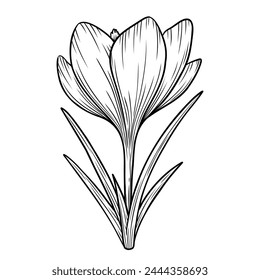 Spring crocus flower line art sketch saffron drawing. Vector wildflower illustration. Hand drawn botanical outline art. Isolated monochrome design element for coloring book, background, pattern, logo.