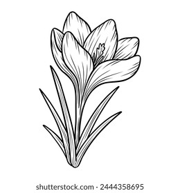 Spring crocus flower line art sketch saffron drawing. Vector wildflower illustration. Hand drawn botanical outline art. Isolated monochrome design element for coloring book, background, pattern, logo.