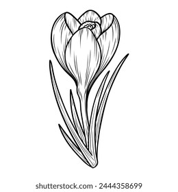 Spring crocus flower line art sketch saffron drawing. Vector wildflower illustration. Hand drawn botanical outline art. Isolated monochrome design element for coloring book, background, pattern, logo.