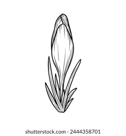 Spring crocus flower line art sketch saffron drawing. Vector wildflower illustration. Hand drawn botanical outline art. Isolated monochrome design element for coloring book, background, pattern, logo.