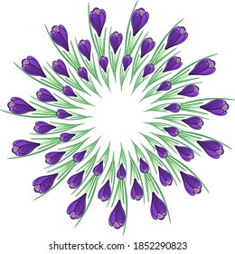 the spring Crocus flower pattern makes up circles and shapes on a white isolated background. Frame of Crocus flowers.