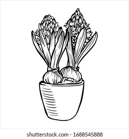 Spring crocus flower plant in pot. Hyacinth in bloom with bulb. Ink drawing, hand drawn stock vector illustration, black and white design for coloring book pages.