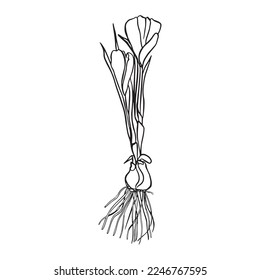 Spring crocus flower of saffron in continuous line art drawing style. Outline flower icon collection for invitations or spring design. Black linear sketch on white background. Vector illustration