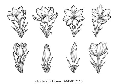 Spring crocus flowers line art sketches set, saffron drawing. Vector wildflower illustration. Hand drawn botanical outline art. Isolated design element for coloring book, background, pattern, logo.