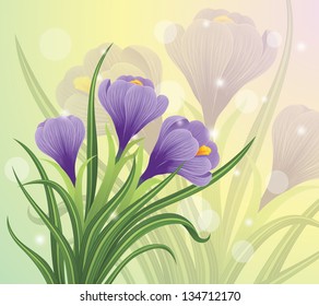 Spring crocus flowers on a pastel background.