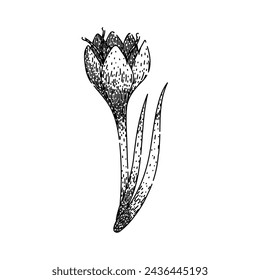 spring crocus hand drawn. garden crocus, purple saffron, violet bloom spring crocus vector sketch. isolated black illustration