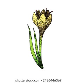 spring crocus hand drawn. garden crocus, purple saffron, violet bloom spring crocus vector sketch. isolated color illustration