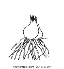 Spring crocus saffron bulb in continuous line drawing style. Outline collection of flower icons for flower shop, vegetable garden, gardener. Black linear drawing on a white background