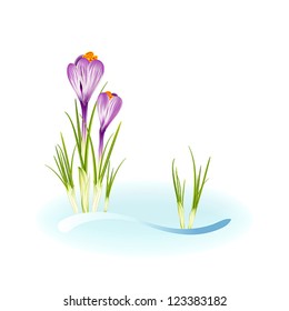 Spring crocuses growing through snow. Vector eps10 illustration with space for your text. Raster file included in portfolio