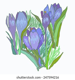 Spring crocuses on a white  background. Hand drawn.