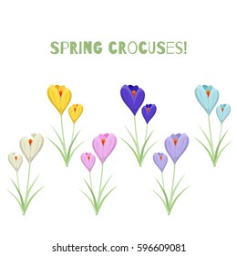 Spring crocuses. Set of flowers of different colors.