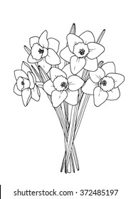 Spring daffodil  bouquet. A4 printable coloring book page. Hand-drawn illustration . All elements are isolated and editable. 