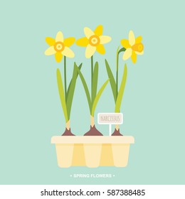 Spring Daffodil Bulbs Vector Illustration